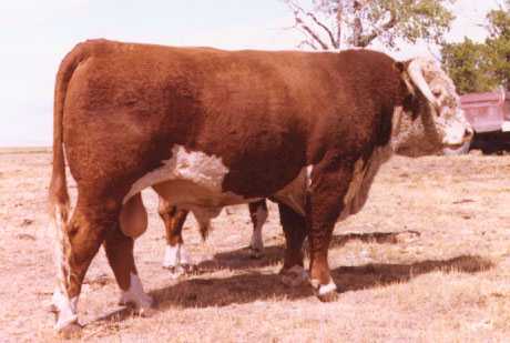 93J Standard AGA 128M (18474 bytes)