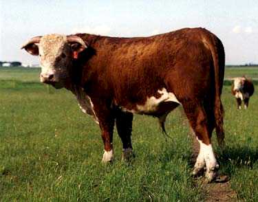 AGA 277D STANDARD 191G (16641 bytes)