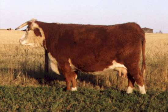 13P Miss Britisher AGA 26T (20149 bytes)