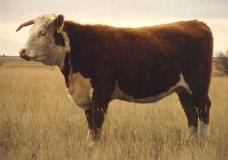 13P Miss Britisher AGA 26T as a yearling (12092 bytes)