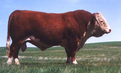 AGA 6U Standard&nbsp; ET 40Y (14358 bytes)