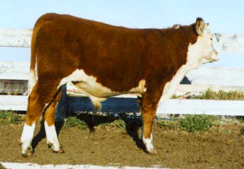 AGA 6U Standard&nbsp; ET 40Y as a calf  (18961 bytes)