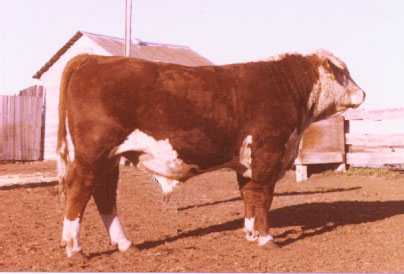 128M Standard AGA 65T (12914 bytes)