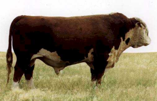 Old 65T (16540 bytes)