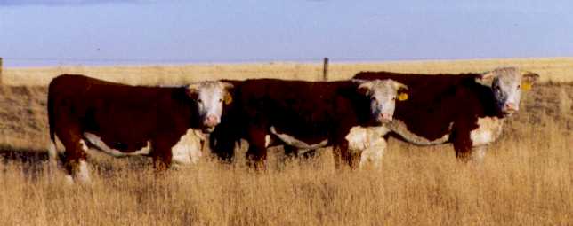 Bred Purebred Heifers (46434 bytes)