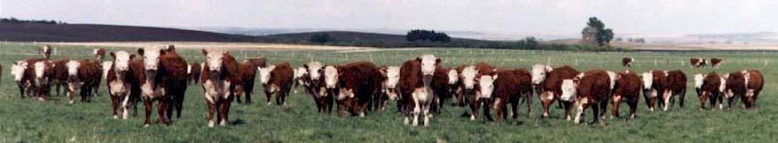 Bred Commercial Heifers (36085 bytes)