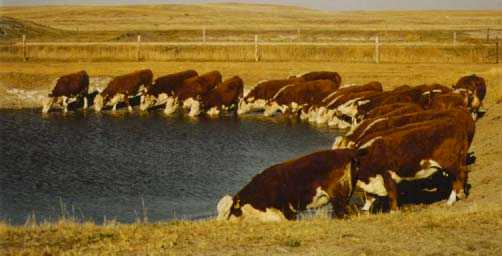 Cows at water.jpg (18543 bytes)