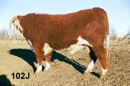 102j.jpg (19021 bytes)