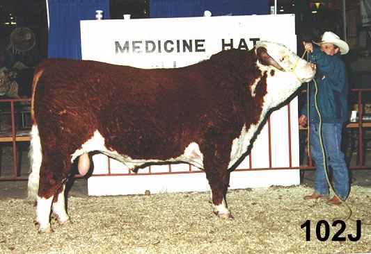 102jmed.jpg (24889 bytes)