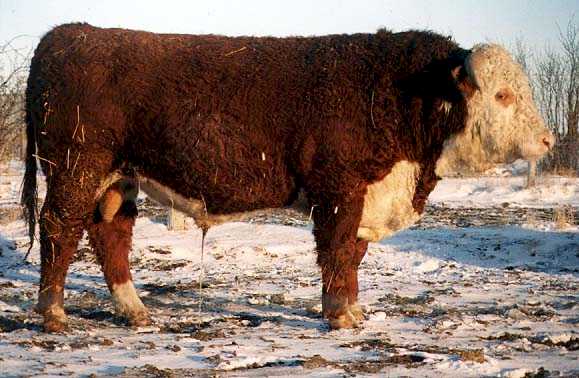 AGA 22B Brigader 103G (41102 bytes)