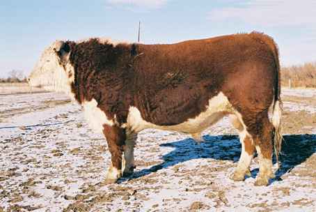 103k.jpg (19969 bytes)