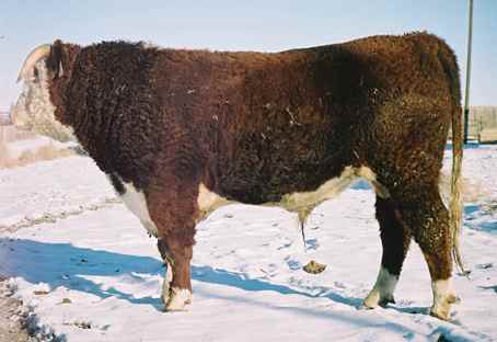 109l.jpg (16303 bytes)