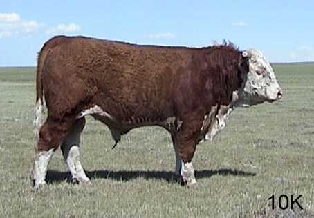 10k.jpg (17981 bytes)