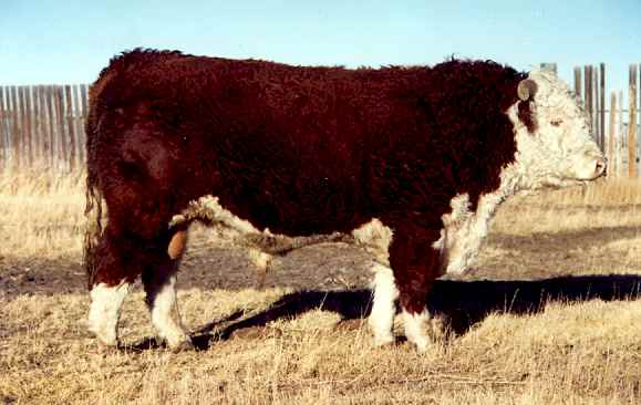 10k2.jpg (26857 bytes)