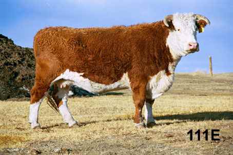 111e.jpg (18805 bytes)