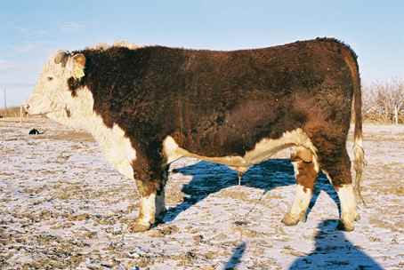 111k.jpg (19440 bytes)