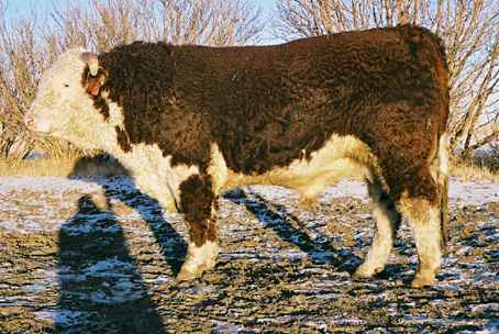 112k.jpg (27997 bytes)