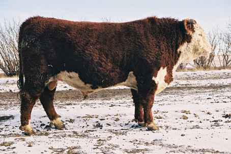 116K.jpg (19440 bytes)