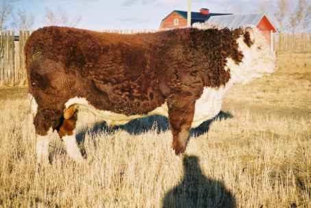 117k2.jpg (20321 bytes)