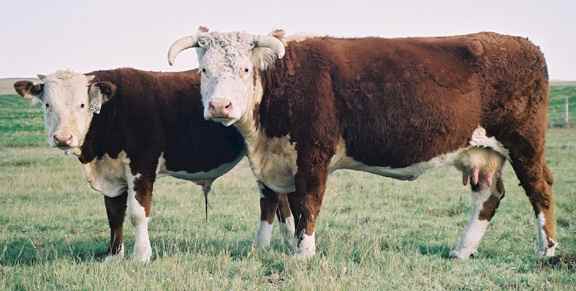 11J155P1.jpg (20016 bytes)