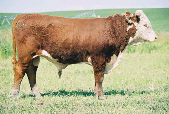 11N04.jpg (28114 bytes)