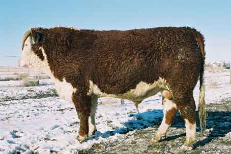 120l.jpg (19571 bytes)