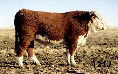 121j.jpg (20496 bytes)