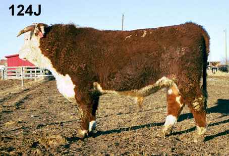 124j.jpg (22768 bytes)