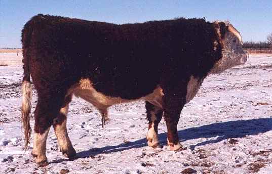 125H (24622 bytes) in Jan 2000