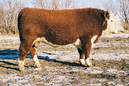 126k.jpg (27134 bytes)