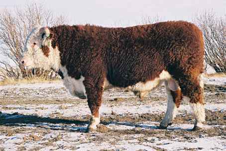 128k.jpg (24519 bytes)