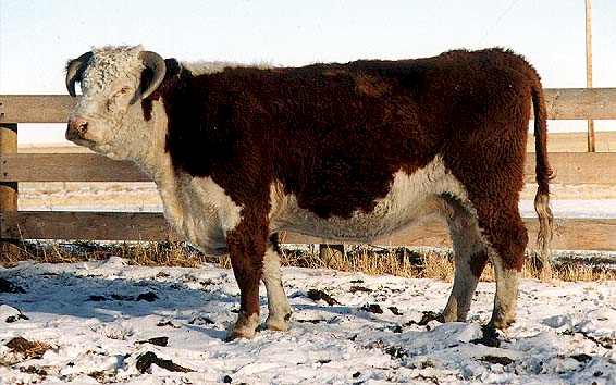 12C the dam of 75G (39594 bytes)