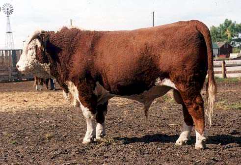 AGA 4016D Stanmore 12H (29126 bytes)