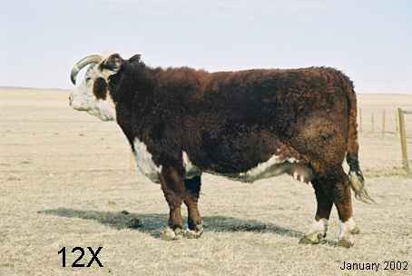 12x.jpg (13824 bytes)