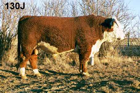 130j.jpg (29527 bytes)