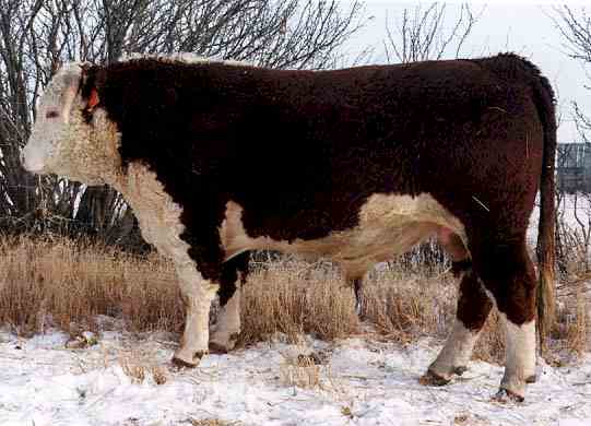 131H (26439 bytes) in Jan 2000