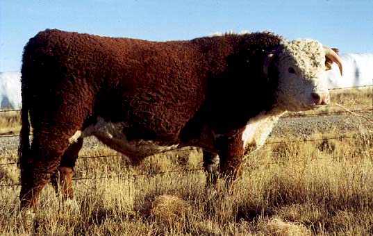 AGA 605E Mishchief 133H (32172 bytes)