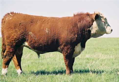 135m.jpg (18859 bytes)