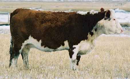 136g.jpg (14733 bytes)