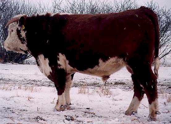 137g.jpg (38011 bytes)