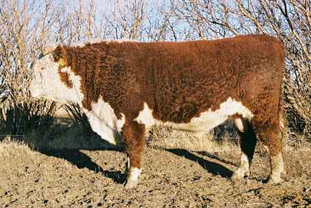 137k.jpg (29242 bytes)