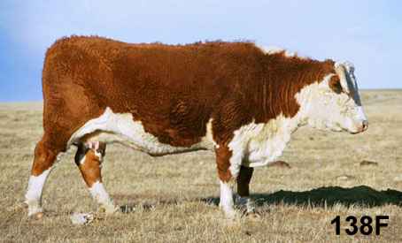 138f.jpg (15070 bytes)