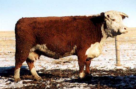 140B the dam of 713G (35407 bytes)