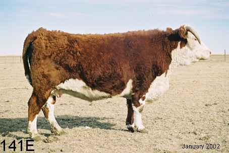 141e.jpg (16537 bytes)