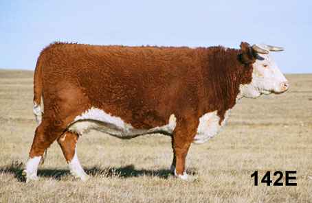 142e.jpg (14334 bytes)