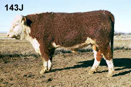 143j.jpg (23124 bytes)