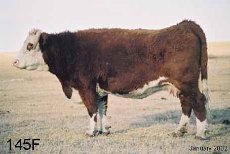 145f.jpg (12826 bytes)