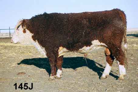 145j.jpg (16853 bytes)