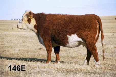 146e.jpg (15571 bytes)