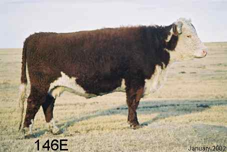 146e2.jpg (13539 bytes)